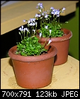 Philadelphia Flower show - the miniatures 2-abc1c-146a.jpg