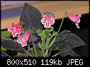 Philadelphia Flower show - the miniatures 3-abc1c-153a.jpg