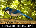 Click image for larger version

Name:	Scrub Jay.jpg
Views:	680
Size:	309.4 KB
ID:	6633