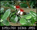 Click image for larger version

Name:	feijoa.jpg
Views:	571
Size:	163.2 KB
ID:	6635