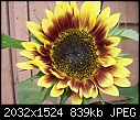 Our First Sunflower of the year.-100_3038.jpg