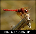 Insects from the garden - File 01 of 18 - _REL0528Ruby Meadowhawk Dragonfly Email.jpg (1/1)-_rel0528ruby-meadowhawk-dragonfly-email.jpg