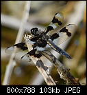 Click image for larger version

Name:	_REL0537Twelve Spotted Skimmer - Libellula pulchella  Email.jpg
Views:	342
Size:	103.2 KB
ID:	6651