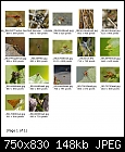 Insects from the garden - File 18 of 18 - Index1.jpg (1/1)-index1.jpg