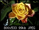 rose-dscn0409.jpg