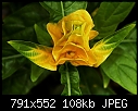 Pachystachys lutea - GoldenShrimpPlant.JPG (1/1)-goldenshrimpplant.jpg