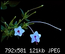 Mirabilis longiflora - Angel'sTrumpets.JPG (1/1)-angelstrumpets.jpg
