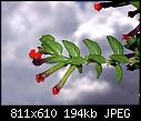 Cuphea llavea - TinyMiceInTheSky.jpg (1/1)-tinymiceinthesky.jpg