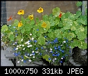 A couple of my recent pictures-window-box.jpg
