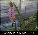 Pineapple Lily-eucomis-autumnalispineapplelily47-dsc01148.jpg