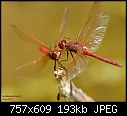 Insects from the garden - File 01 of 18 - _REL0528Ruby Meadowhawk Dragonfly Email.jpg (1/1)-_rel7297email.jpg