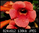 Campsis radicans - TrumpetFlower.JPG (1/1)-trumpetflower.jpg