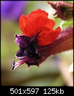 Cuphea llavea - Gargoyle.JPG (1/1)-gargoyle.jpg