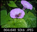 Bindweed with bee - BindweedBee.jpg (1/1)-bindweedbee.jpg