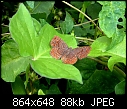 Some kind of butterfly - Butterfly2.jpg (1/1)-butterfly2.jpg