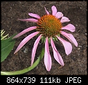 Echinacea closeup - Echinacea2.jpg (1/1)-echinacea2.jpg