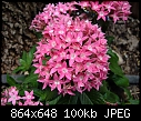 Click image for larger version

Name:	Starflower1.jpg
Views:	291
Size:	100.4 KB
ID:	6734