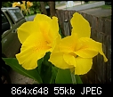 Yellow Canna 2 - YellowCanna2.jpg (1/1)-yellowcanna2.jpg