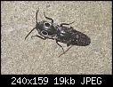 Bug with big eyes? - 879.jpg (1/1)-879.jpg