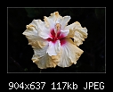 Hibiscus-1588-b-1588-tri-hibiscus-27-07-07-30-400.jpg
