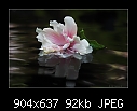 Floating hibiscus.-b0464-fl-hibiscus-07-08-07-20-90.jpg