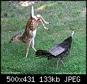 The Wild Turkey and the Curious Fawns (Two Acre Wood)-wildturkey0566.jpg