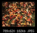 Cherry leaves (1) - Texture-01.jpg (1/1)-texture-01.jpg