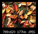 Cherry leaves (2) - Texture-02.jpg (1/1)-texture-02.jpg