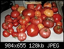tomatoes!!-tomatoes.jpg