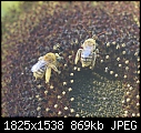 Two Bee's collecting pollen.-dsc00444-b.jpg