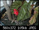 Cane begonia bloom at base of Ficus  - DSC_0009.JPG-dsc_0009.jpg