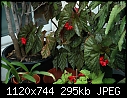 Begonias at ficus base - DSC_0015.JPG-dsc_0015.jpg