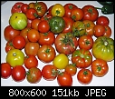 tomatoes!!-garden-001.jpg