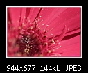 Pink Gerbera-1/2-b-0603-gerbera-11-08-07-20-90.jpg