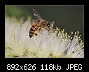 Bee and Callistemon Flower-b-0819-bee-14-08-07-20-90.jpg