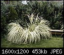 How to control Decorative Grass-dwarf-variegated-miscanthus.jpg