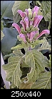 Another from Crathes-jacobinia_carnea.jpg
