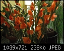 Todays shots of the orange Glads - DSC_0001.JPG (1/1)-dsc_0001.jpg