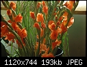 Todays shots of the orange Glads - DSC_0001.JPG (0/1)-dsc_0003.jpg