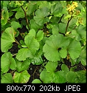 Click image for larger version

Name:	garden 053.jpg
Views:	70
Size:	201.7 KB
ID:	6918