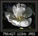 To die for - Camellia-03.jpg (1/1)-camellia-03.jpg