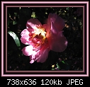 Made in the shade - Camellia-04.jpg (1/1)-camellia-04.jpg