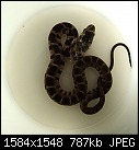 PLEASE HELP: Is this a typical garden snake? It was found in our kitchen this morning.-dsc01258_snake_in_a_cup.jpg