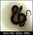 PLEASE HELP: Is this a typical garden snake? It was found in our kitchen this morning.-dsc01258_baby_snake_in_a_cup_.jpg