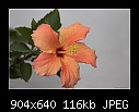 Hibiscus-3079-b-3079-hibiscus-20-08-07-30-400.jpg