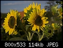 sunflowers-08211253www-mangl-.jpg