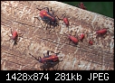 red bugs-red-bugs.jpg