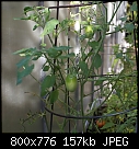 What is eating my tomato plants?-tomatoes-dsc01229.jpg
