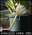 Epiphyllum-epiph-strictum-dsc01220.jpg