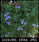 Pretty Blue flowers-lamesia-fruticansv.bluelagoon-dsc01222.jpg